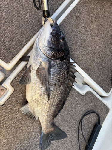 チヌの釣果