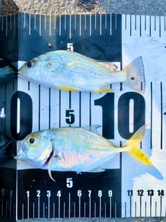 ホシミゾイサキの釣果