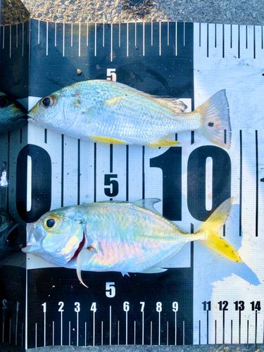 ホシミゾイサキの釣果