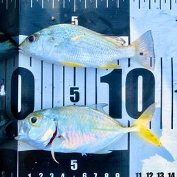 ホシミゾイサキ