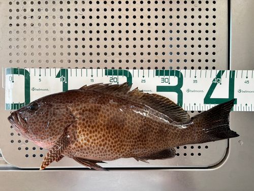 オオモンハタの釣果