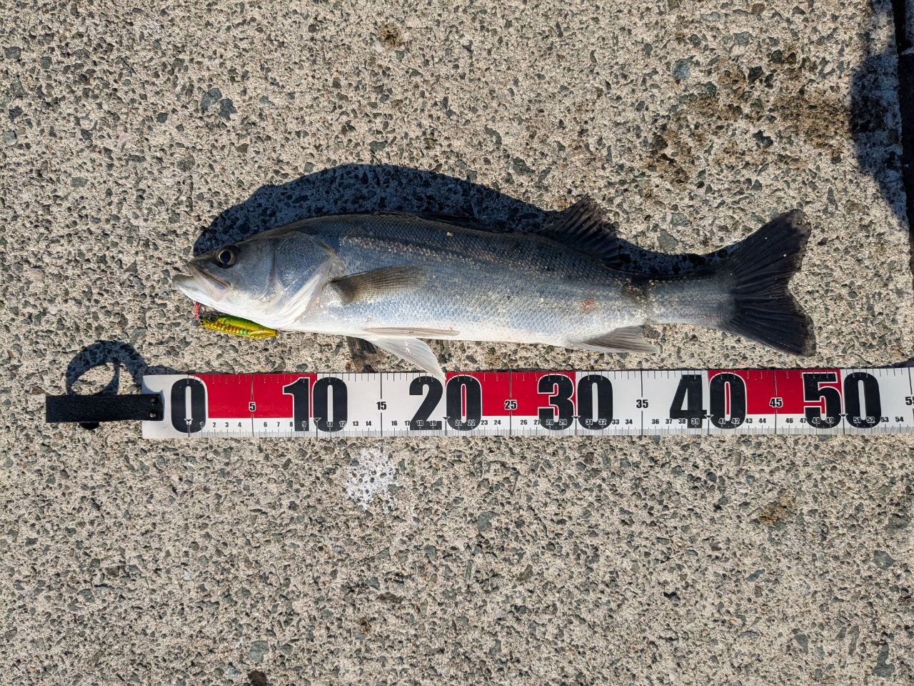 セイゴ（タイリクスズキ）