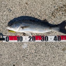 セイゴ（タイリクスズキ）