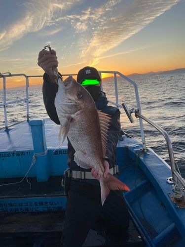 マダイの釣果