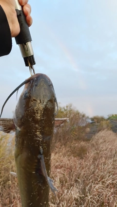 アメリカンキャットフィッシュの釣果