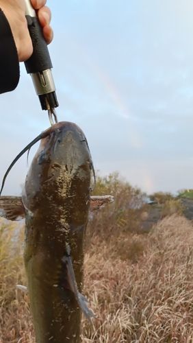 アメリカンキャットフィッシュの釣果