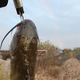 アメリカンキャットフィッシュ