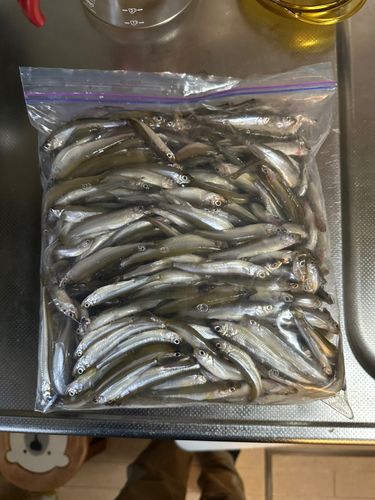 ワカサギの釣果