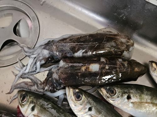 アオリイカの釣果