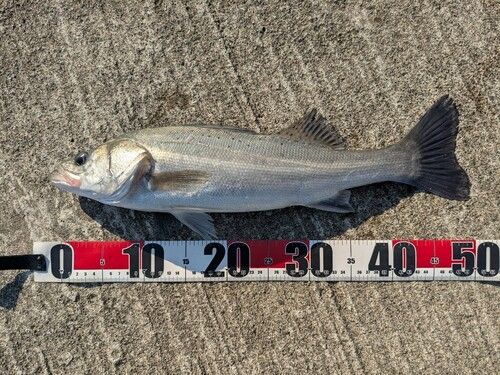 セイゴ（タイリクスズキ）の釣果