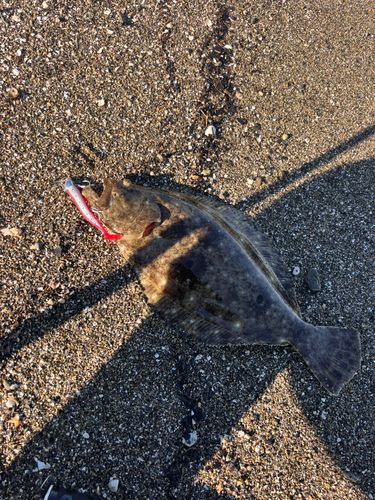 ヒラメの釣果