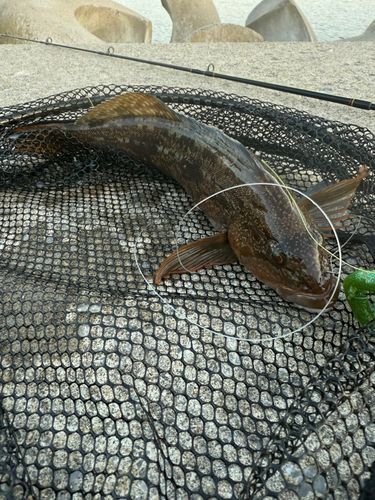 アイナメの釣果