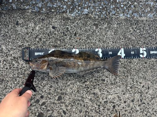 アブラコの釣果