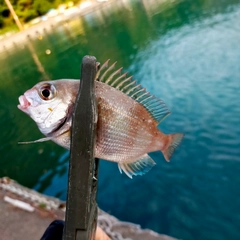 チャリコの釣果