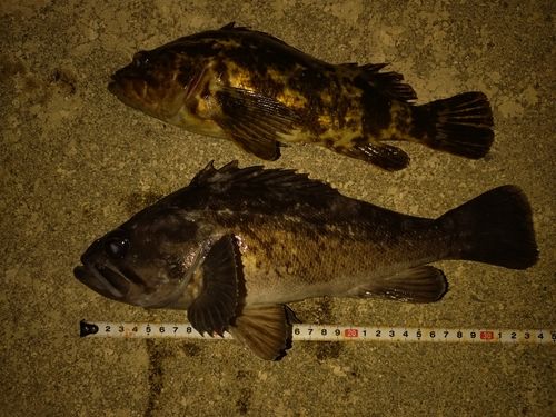 クロソイの釣果