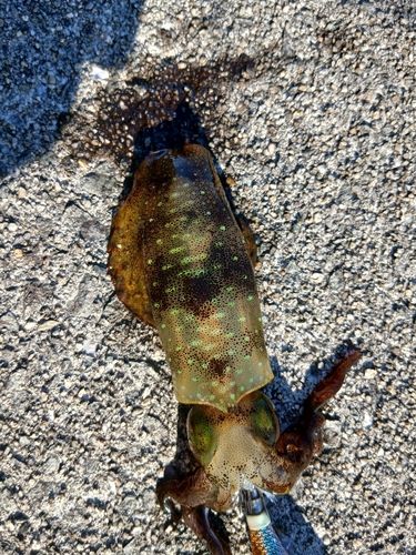 アオリイカの釣果