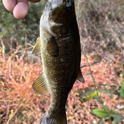 スモールマウスバス