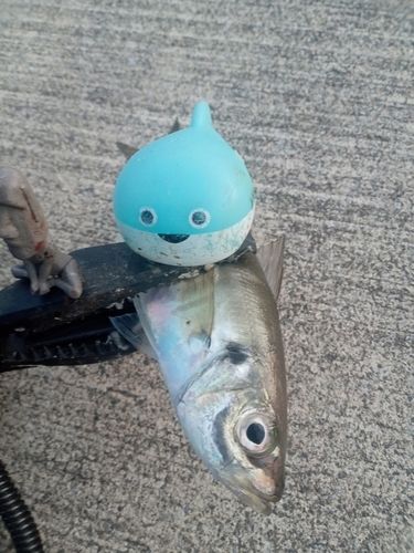 マアジの釣果