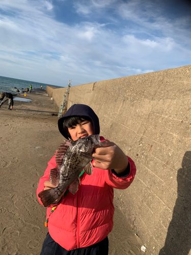 クロソイの釣果