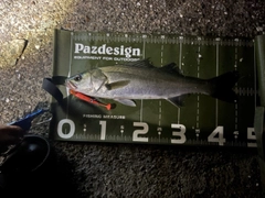 フッコ（マルスズキ）の釣果