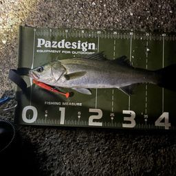 フッコ（マルスズキ）