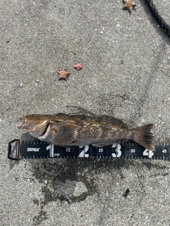 アイナメの釣果