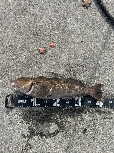 アイナメの釣果