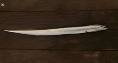 タチウオの釣果