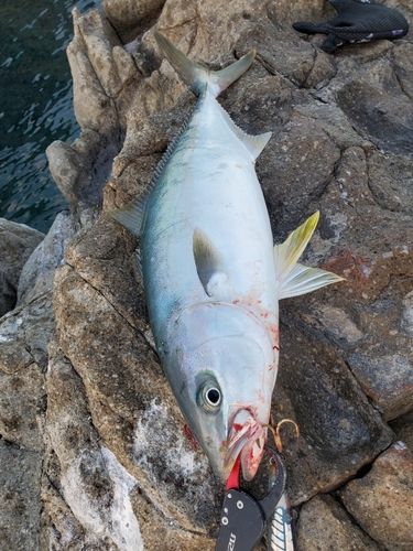 ヒラマサの釣果