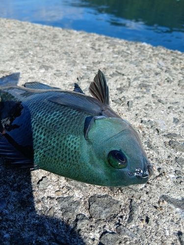 カワハギの釣果