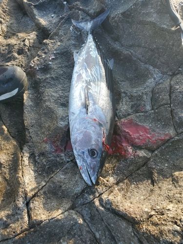 ハガツオの釣果