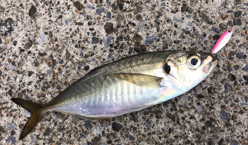 マアジの釣果