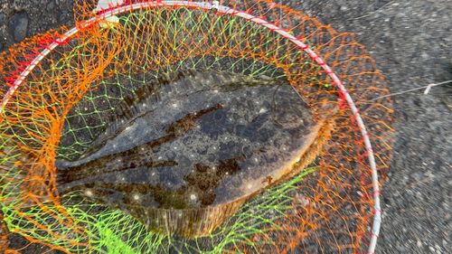 ヒラメの釣果