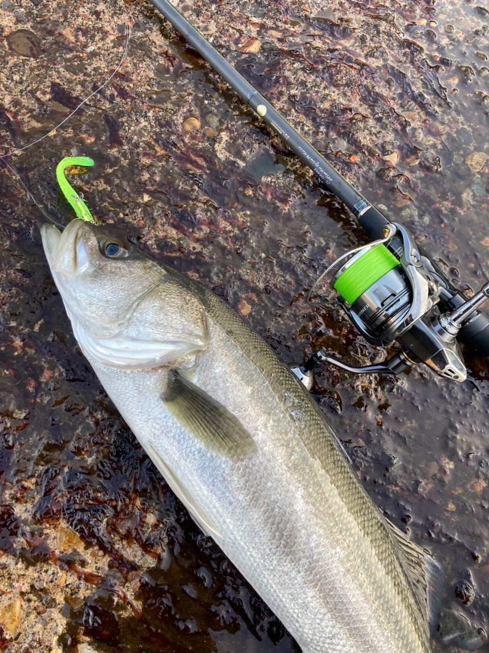 Megabass 空海 CK-108MHSの最安値・インプレ・釣果 | 本音の口コミが