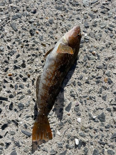 アイナメの釣果