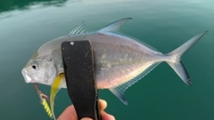 カスミアジの釣果