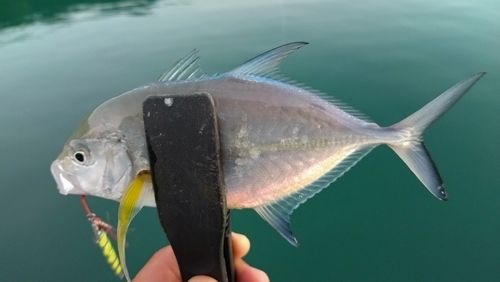 カスミアジの釣果