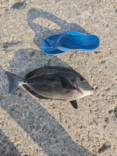 サンノジの釣果