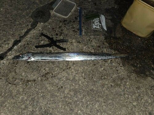 タチウオの釣果