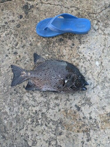 イシガキダイの釣果