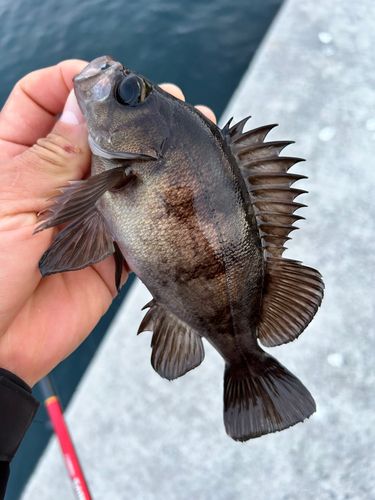 クロメバルの釣果