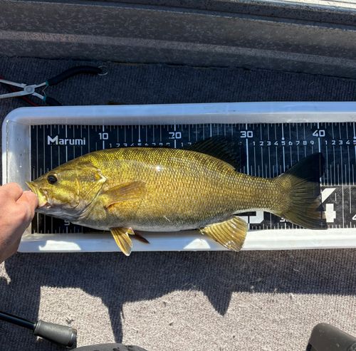 スモールマウスバスの釣果