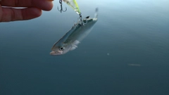 イケカツオの釣果