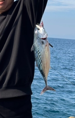 カツオの釣果