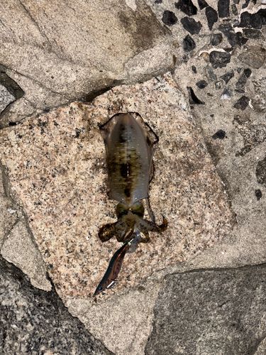 アオリイカの釣果