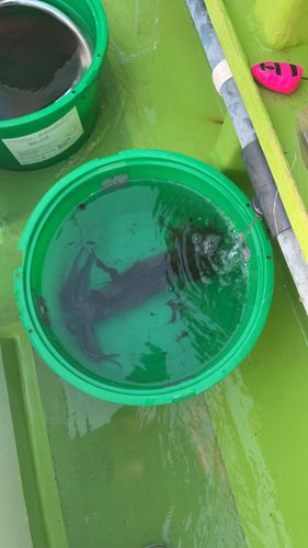 スルメイカの釣果