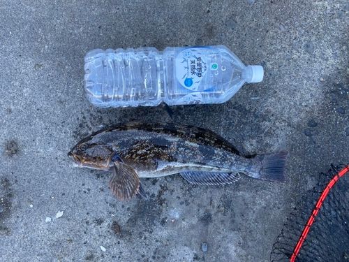 アイナメの釣果