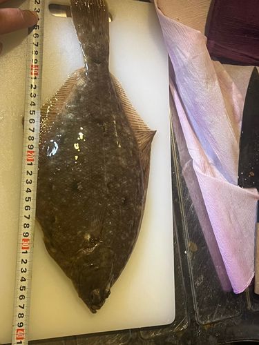 マガレイの釣果