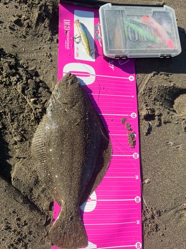 ヒラメの釣果