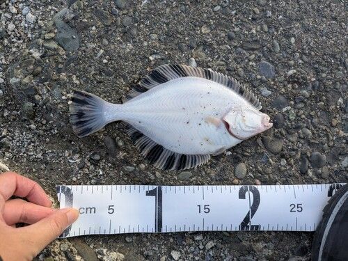 カワガレイの釣果